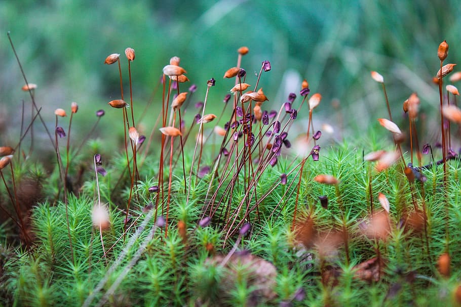 moss, forest, nature, plant, growth, selective focus, flower HD wallpaper
