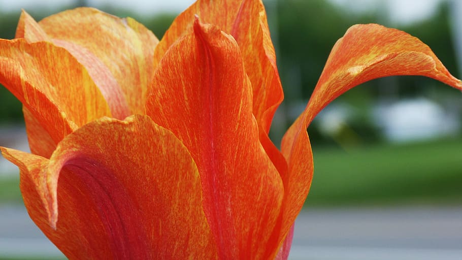 selective focus photography of orange petaled flower, garden HD wallpaper