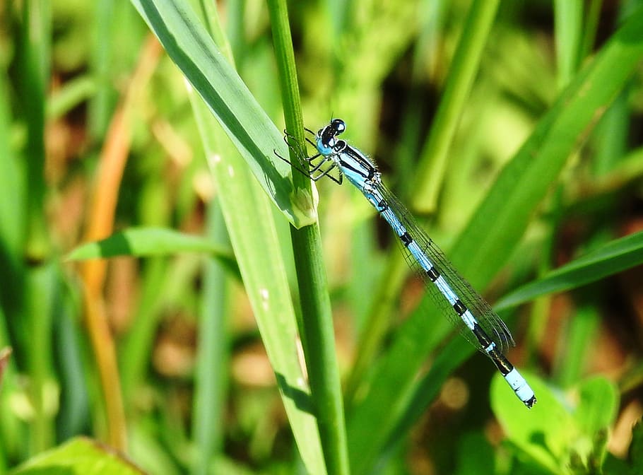 dragonfly, insect, close up, macro, wand dragonfly, wing, creature HD wallpaper