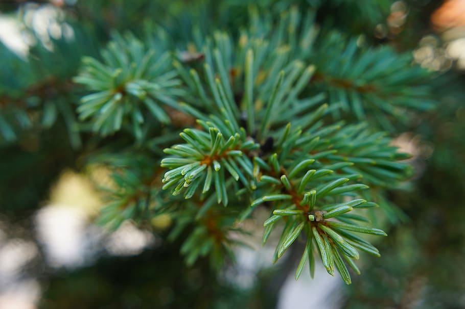 HD wallpaper: Pine, Conifer, Bough, green, green color, nature, no ...