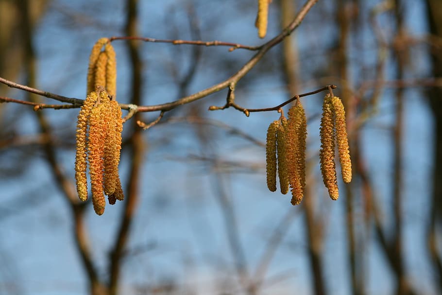 tree, nature, plant, hazelnut, spring, pussy willow, focus on foreground HD wallpaper