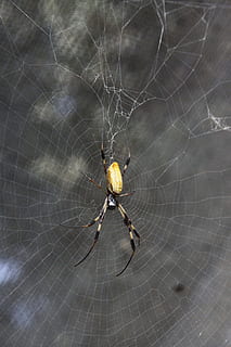 Spider, Pest, Insect, Bug, Creepy, crawly, orange, black, yellow HD wallpaper