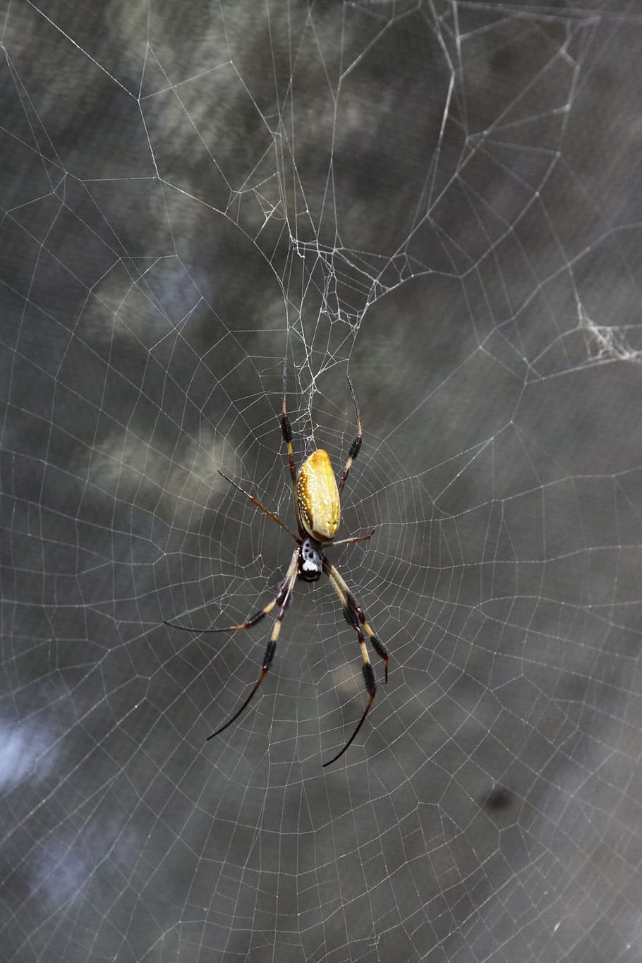 Spider, Pest, Insect, Bug, Creepy, crawly, orange, black, yellow HD wallpaper