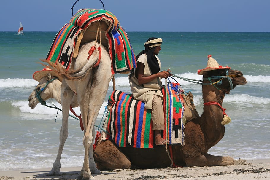camel, desert ship, africa, beast of burden, ride, water, sea, HD wallpaper...