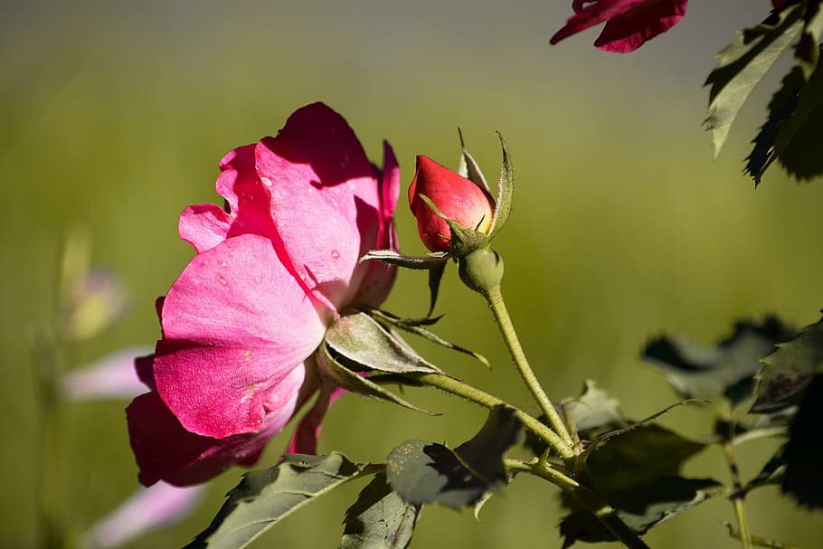 rose, red, red rose, blossom, bloom, bud, rose garden, in the garden HD wallpaper