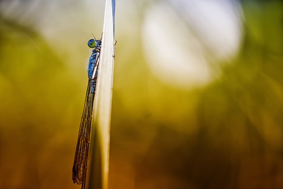 nature, no one, leaf, summer, one animal, animal wildlife, animal themes HD wallpaper