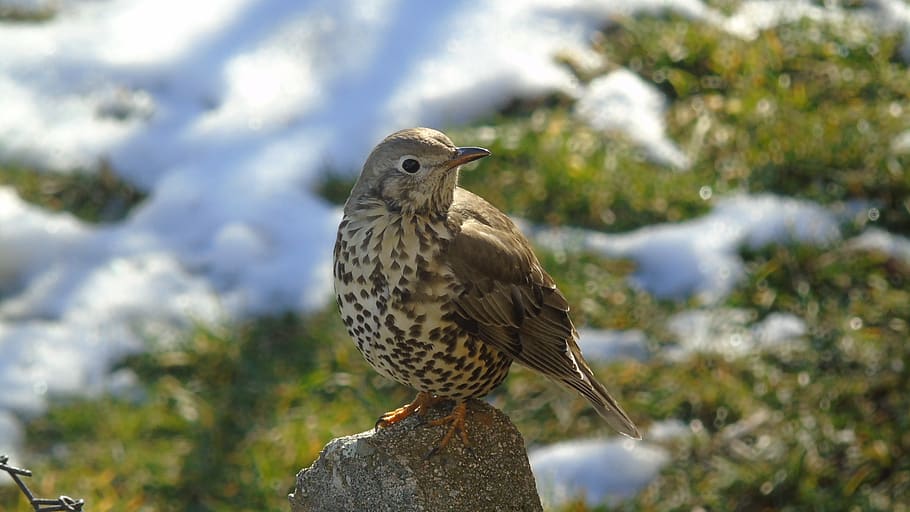 kos, bird, nature, vertebrate, animal wildlife, animals in the wild HD wallpaper