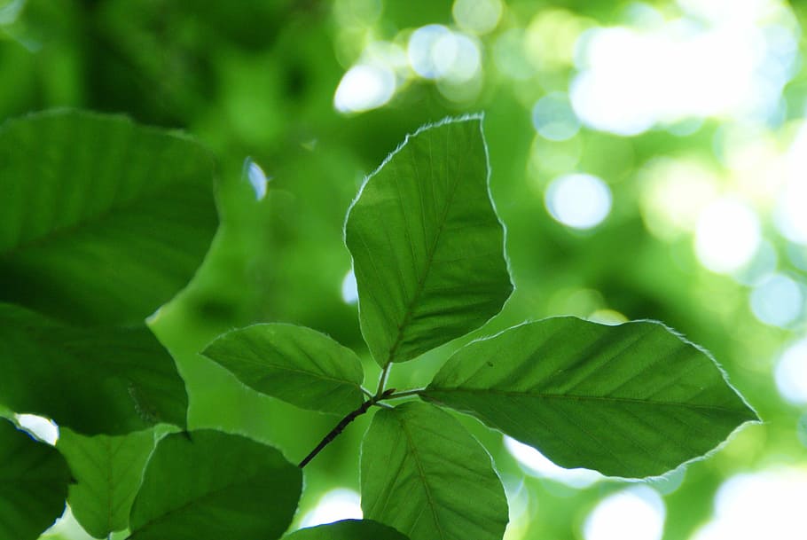 Leaf, Light, Green, Green, Forest, against light, green leaves HD wallpaper