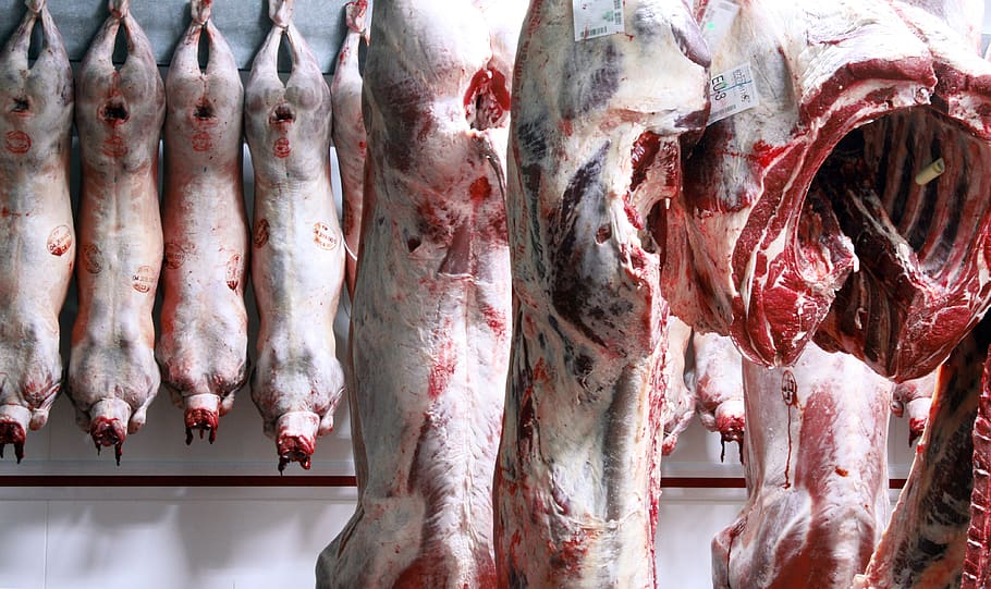 animal, carcass, cold room, butcher, meat, beef, lamb, animal suffering, HD wallpaper