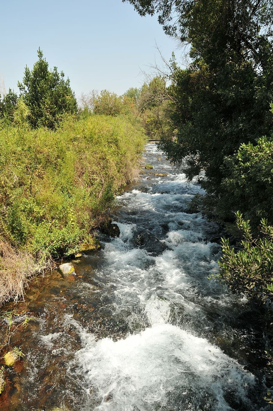 river, dan, israel, stream, flow, nature, forest, tree, water HD wallpaper