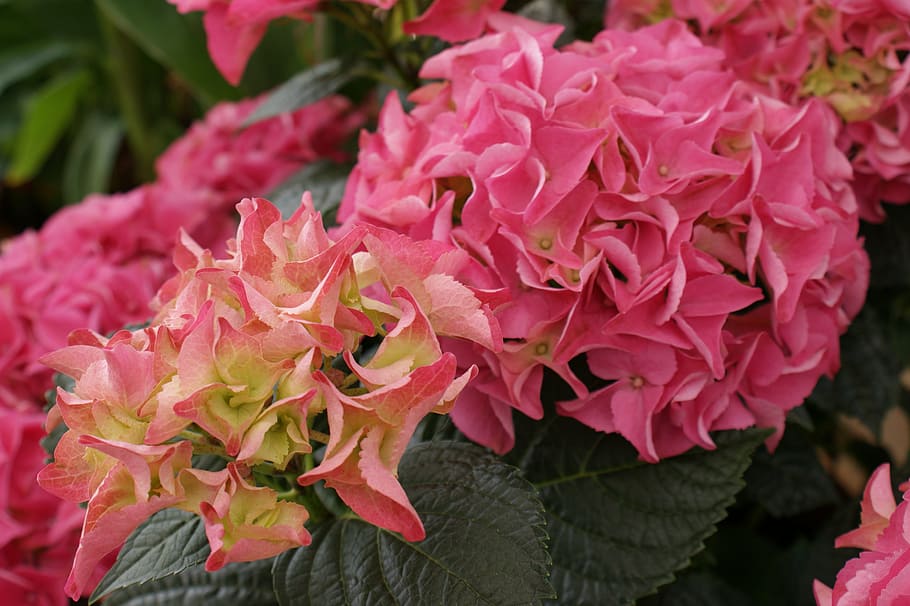 hydrangea, flower, blossom, bloom, ornamental shrub, flowering plant HD wallpaper