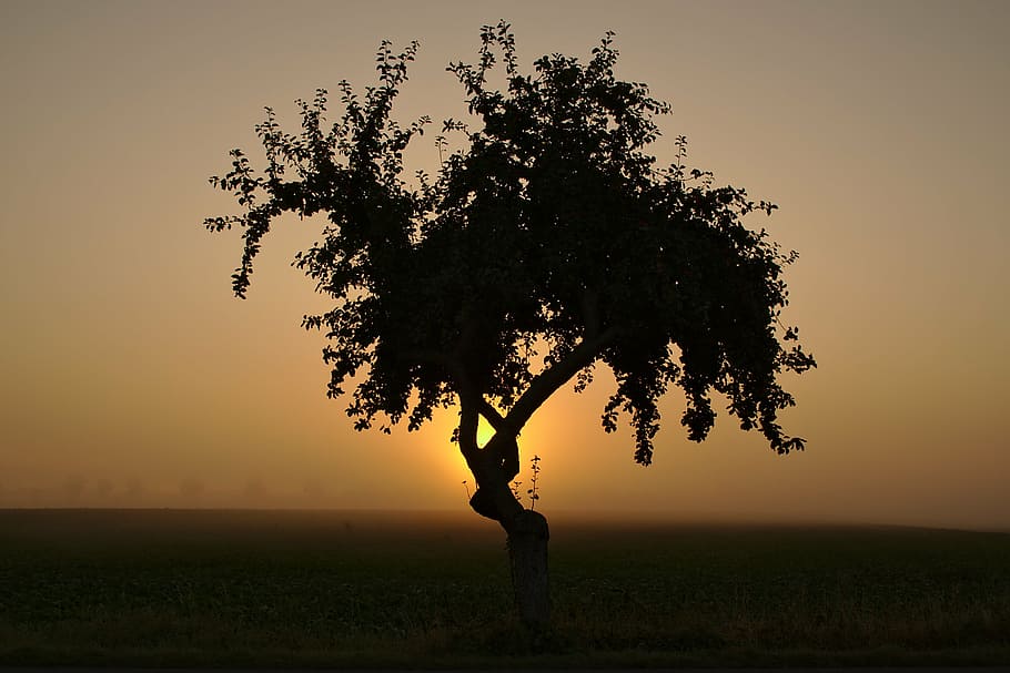 sunrise, hdr, tree, landscape, mood, nature, sky, golden, skies HD wallpaper
