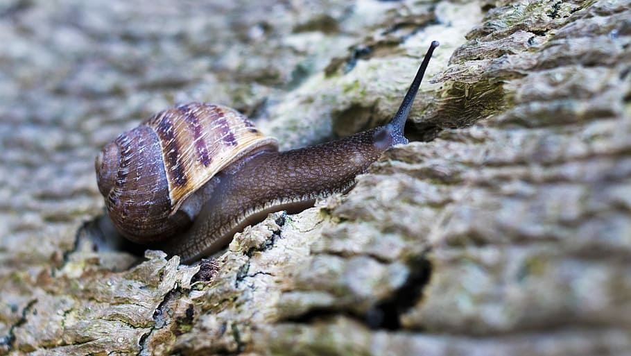 snail on ground, brown and beige snail on trunk, shell, creature HD wallpaper