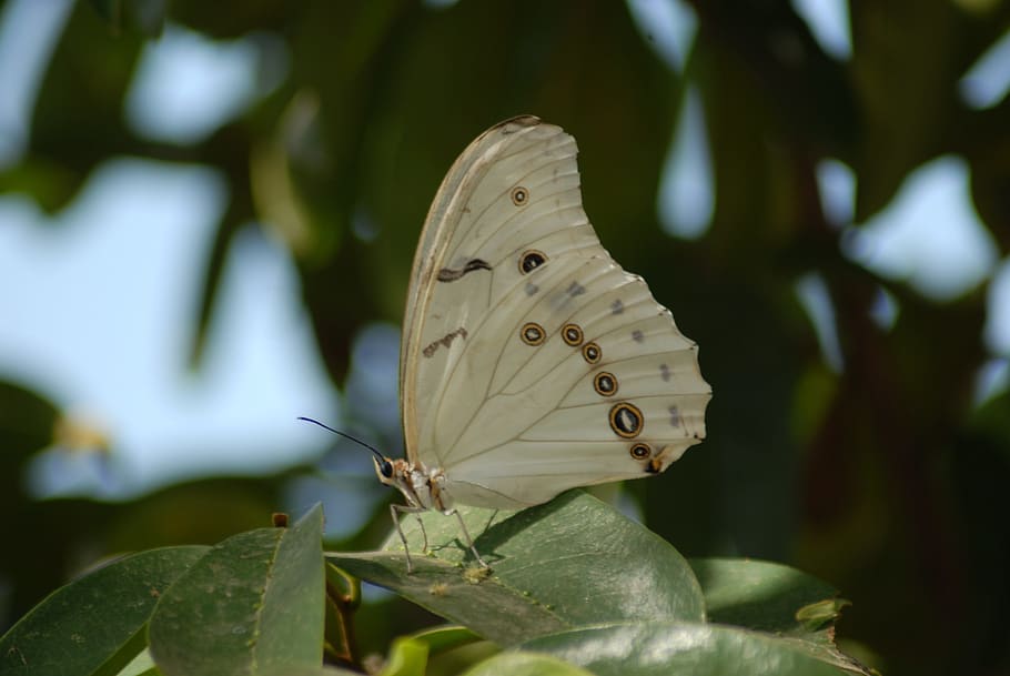 butterfly, insect, garden, plant, plant part, leaf, invertebrate HD wallpaper