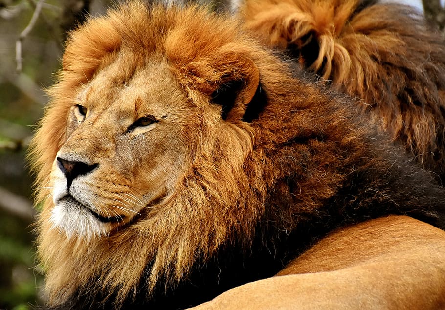brown lion, predator, dangerous, mane, cat, male, zoo, wild animal HD wallpaper