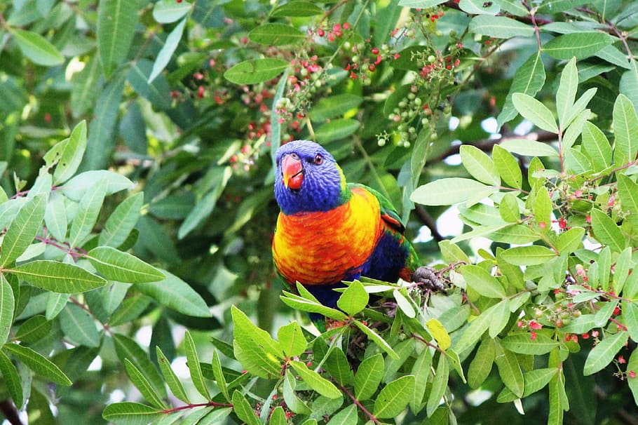 bird, parrot, rainbow lorikeet, colourful, animal, parakeet HD wallpaper