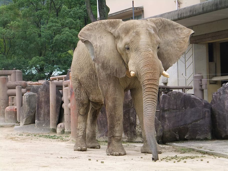 Elephant, animal, animal wildlife, day, mammal, animals in the wild HD wallpaper