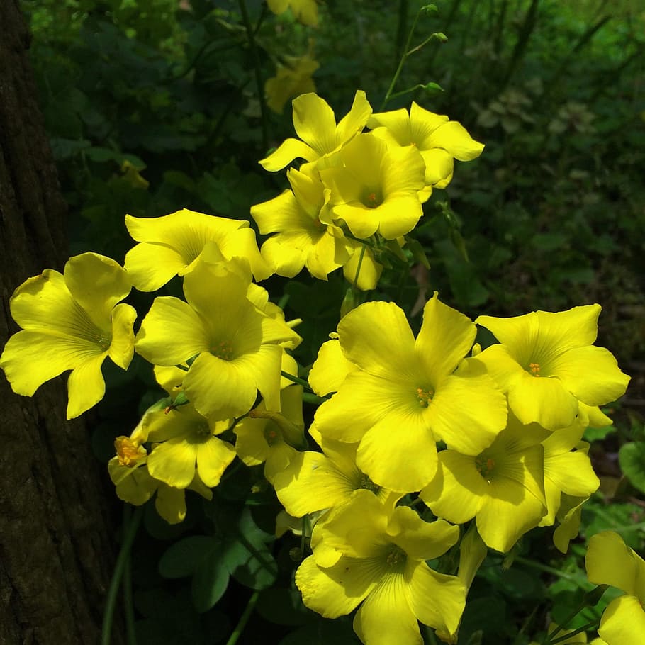 we, okisaris, pescaprae, flowers, wild, autogenous, yellow, HD wallpaper