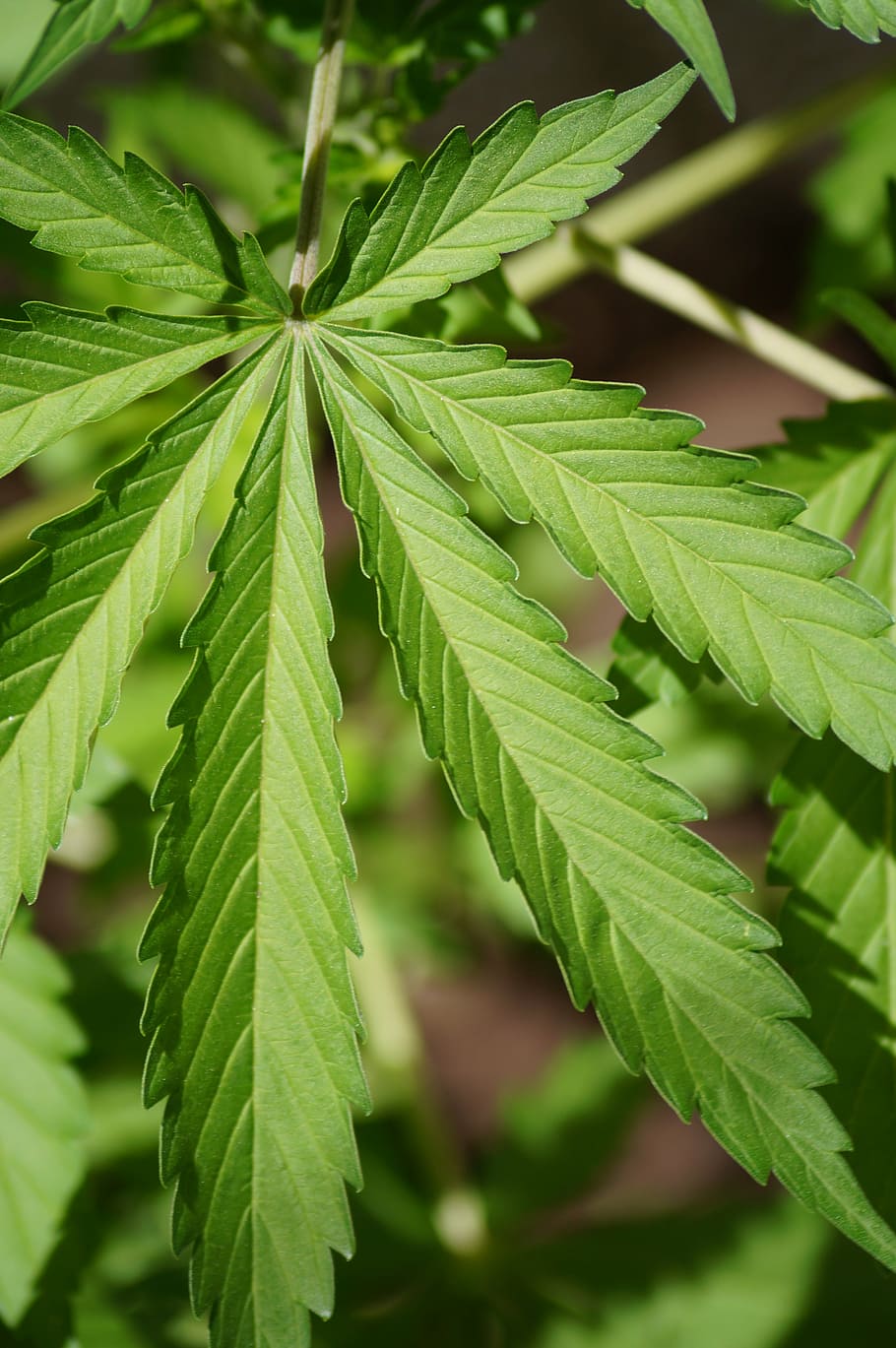 selective focus of green leaf, cannabis, nature, green Color HD wallpaper