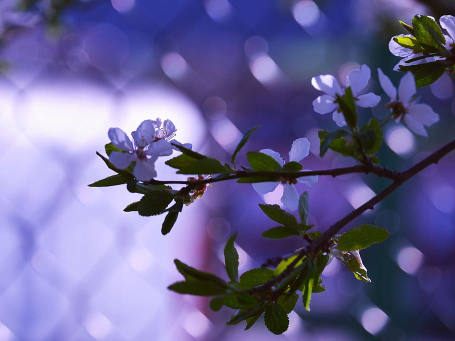 spring, flower, tree, branch, nature, springtime, leaf, plant HD wallpaper