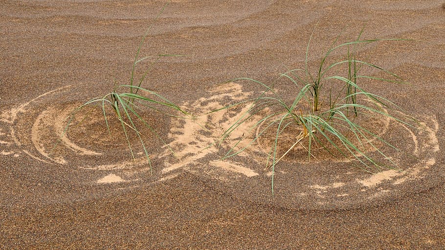 mongolia, desert, grass pattern, structure, land, plant, nature HD wallpaper
