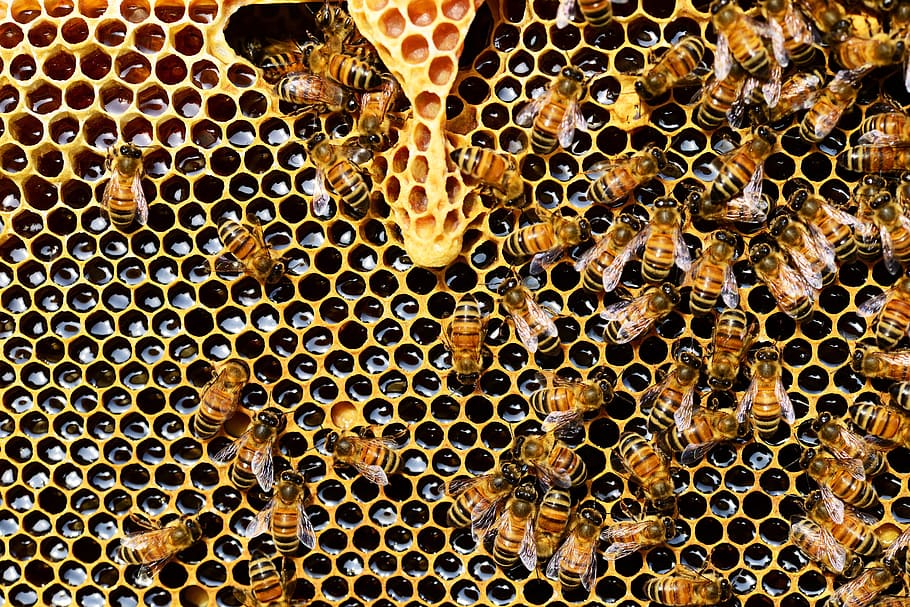 swarm of bees on honeycomb, queen cup, honey bee, new queen rearing compartment