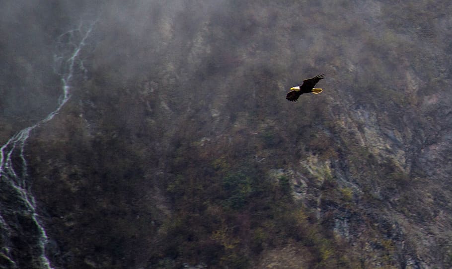 eagle in alaska, flying eagles, alaska eagle, animals in the wild HD wallpaper