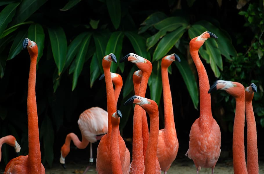 flock of flamingos, group of flamingos near green trees, pink
