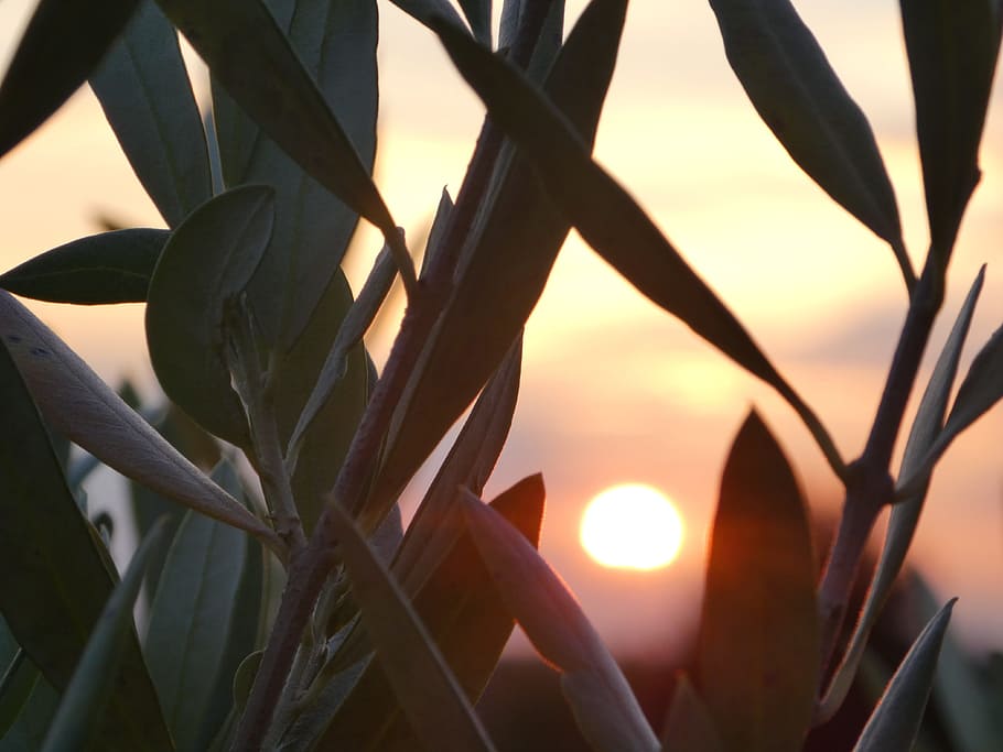 olives, sunset, evening, growth, plant, close-up, nature, no people HD wallpaper