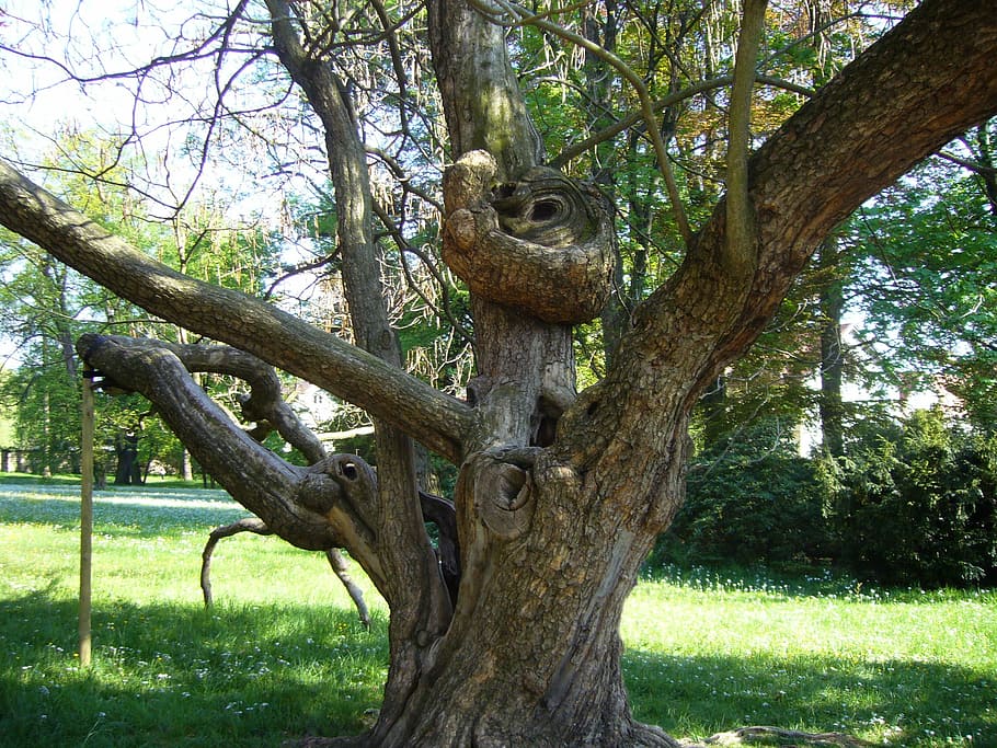 Tree, Nature, Park, Pillnitz, age, tree trunk, animal wildlife HD wallpaper
