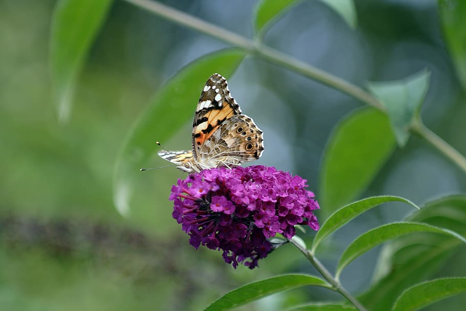 butterfly, little fox, blossom, bloom, buddleia, flower, animal themes HD wallpaper
