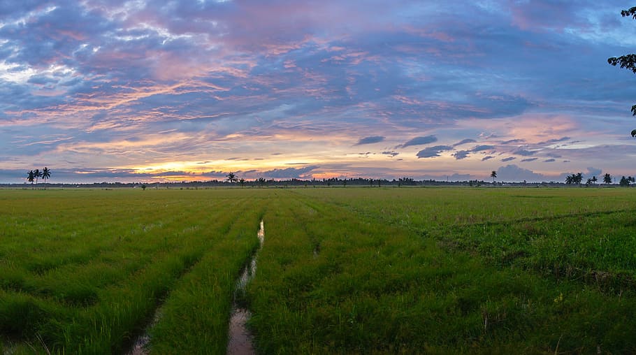 field of green grass during nighttime, Landscape, Sunset, Alpha HD wallpaper