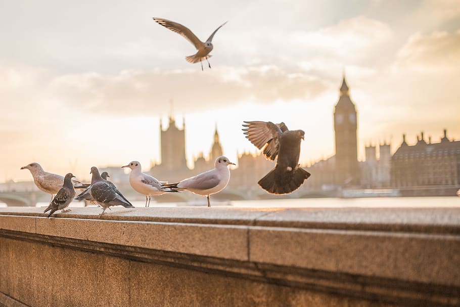 Flying Birds in London, animals, urban Scene, city, big Ben, famous Place