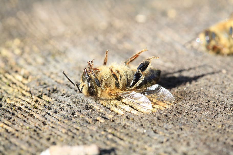 bee, dead, pesticide, varoa, warming, forage, insects, pollinator