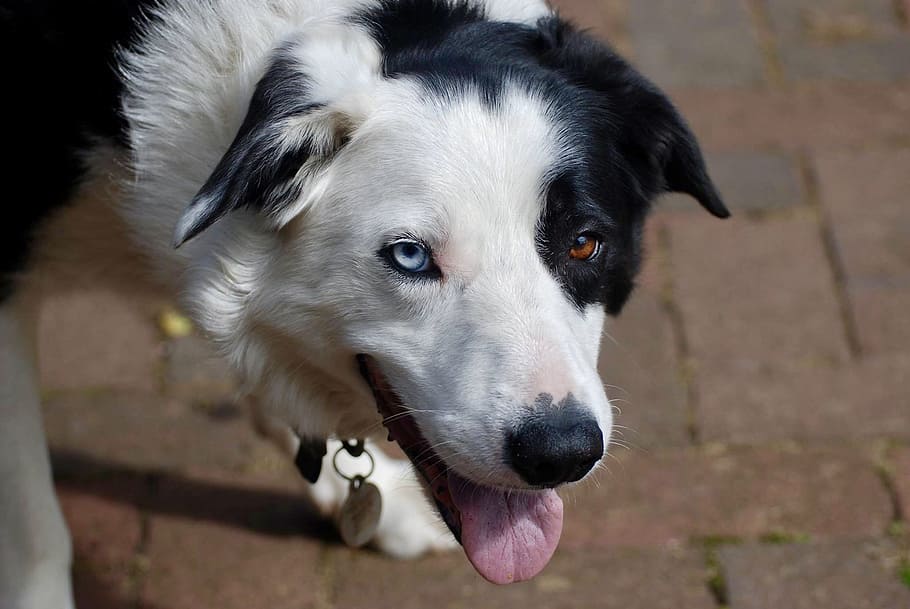 border, collie, dog, one animal, canine, animal themes, domestic HD wallpaper