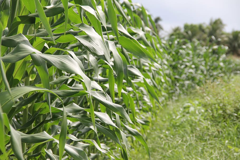 green corn, crop, irrigation, sergipe, lizard, st john, festa junina HD wallpaper