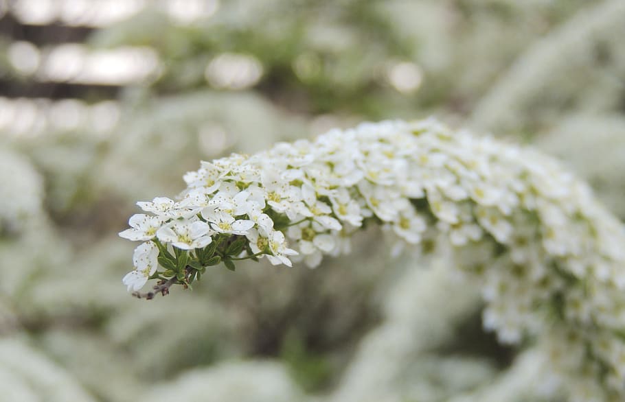 Blossom, Bloom, Bush, White, Branch, plant, nature, spring HD wallpaper