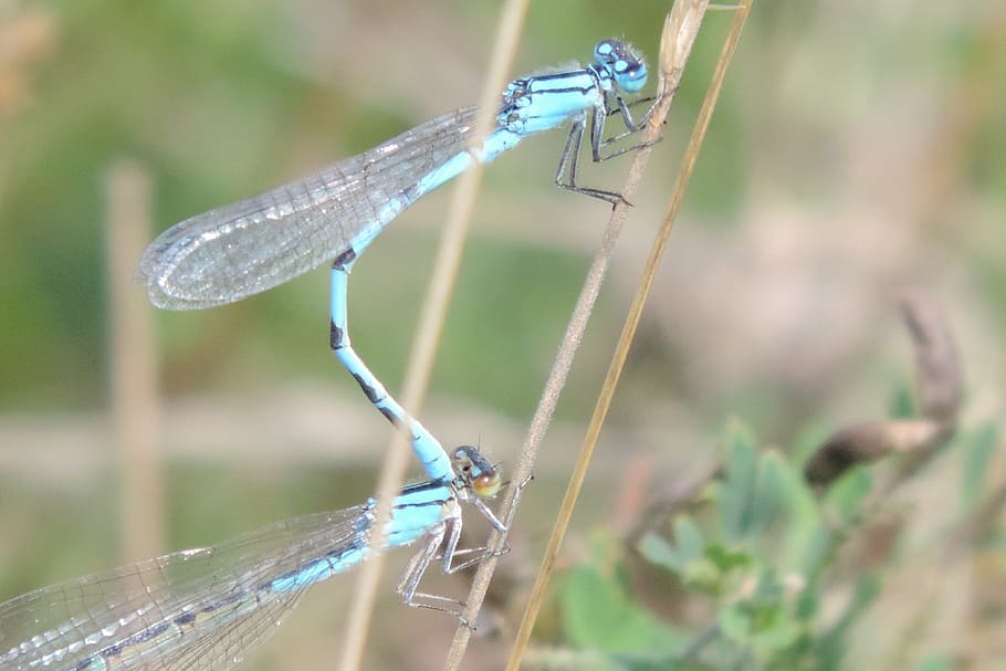 pairing, dragonfly, pond, dragonflies, insect, nature, connectedness HD wallpaper