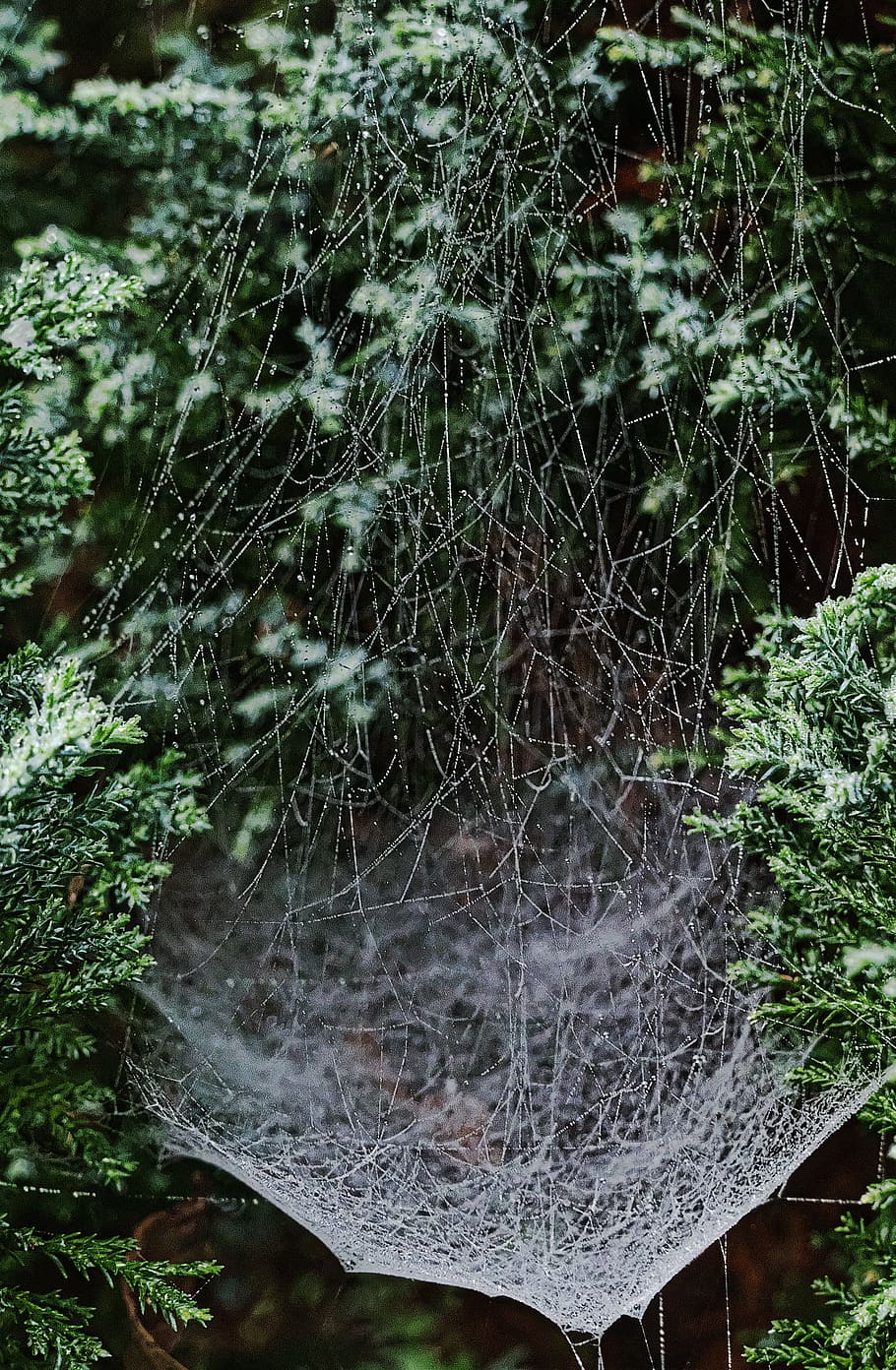 cobwebs, dewdrop, drip, beaded, morgentau, network, autumn HD wallpaper
