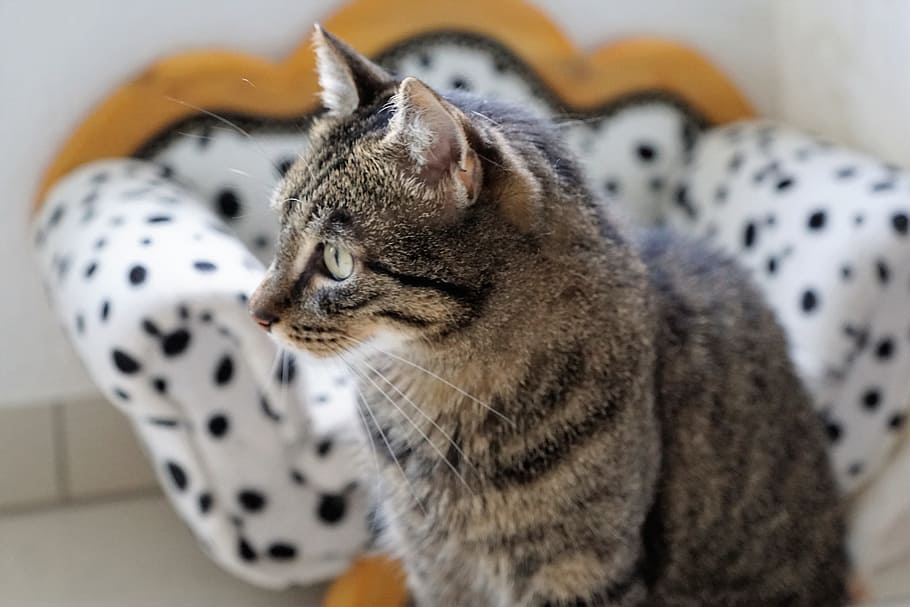 Cat, Tiger, Animal, Predator, Adidas, cute, animal world, domestic cat HD wallpaper