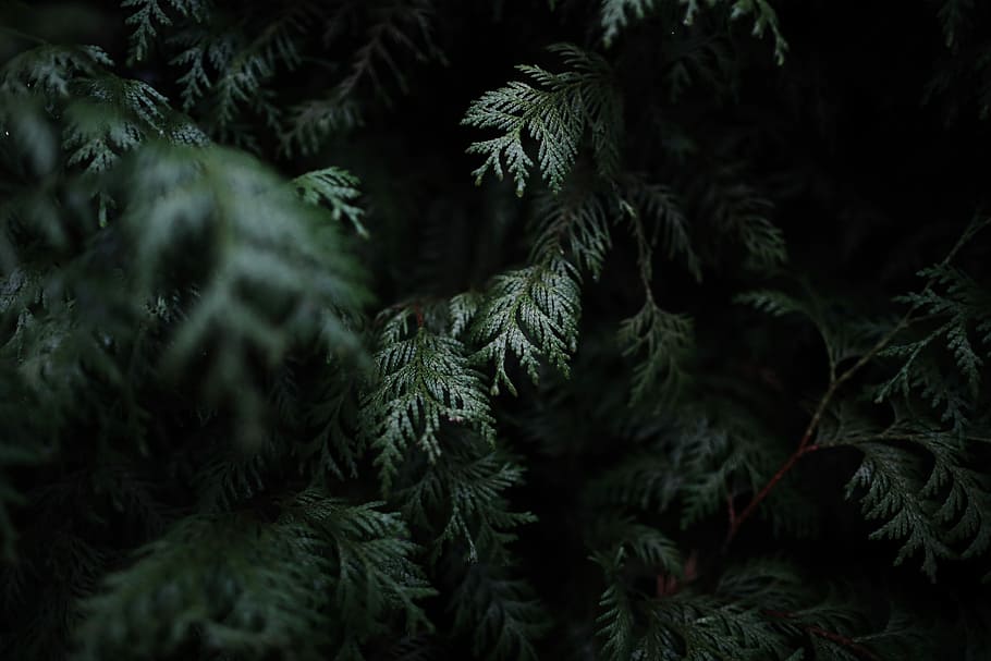 green leafed plants, closeup photo of cypress tree, pine, pine branch HD wallpaper