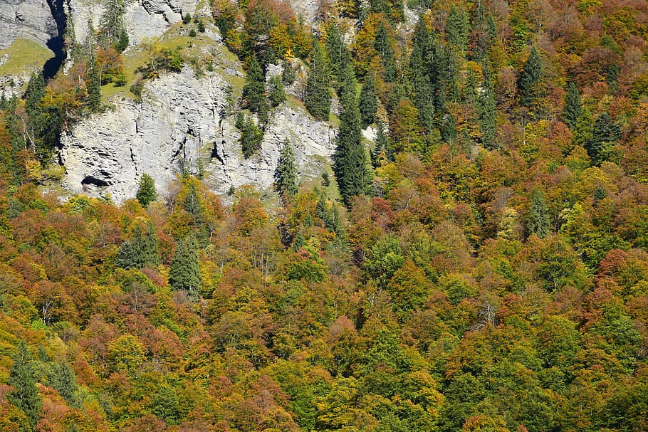 fall, trees, forest, mountain, autumn landscape, plant, beauty in nature HD wallpaper
