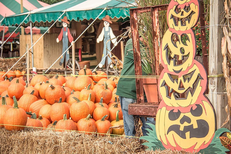 pumpkins, fall, halloween, vegetable, autumn, food, cultures HD wallpaper
