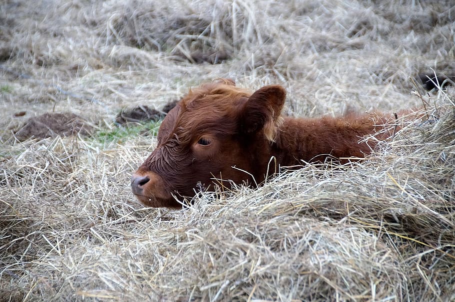 brown mammals under sunset, cow, calf, rest, cub, animal, it lies, HD wallpaper