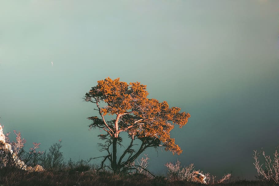 orange leaves tree, brown leafed trees during daytime, sulle HD wallpaper