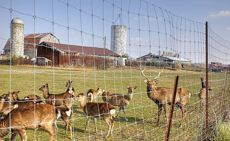 barn, rustic, barns, reindeer, fence, ohio, digital art, rural HD wallpaper