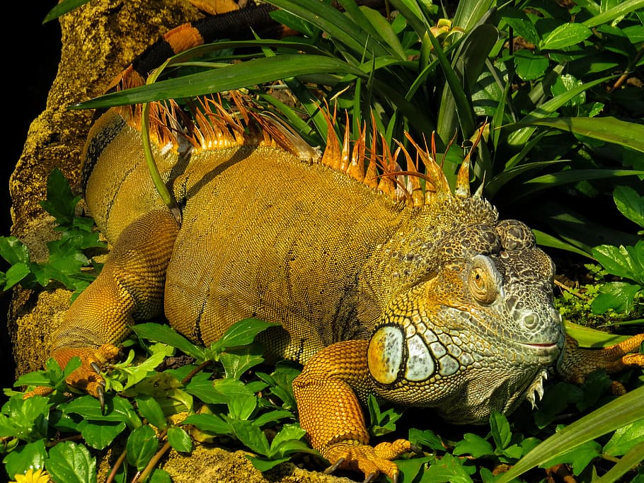 brown iguana on grasses, close, reptile, lizard, scaly, dragon HD wallpaper