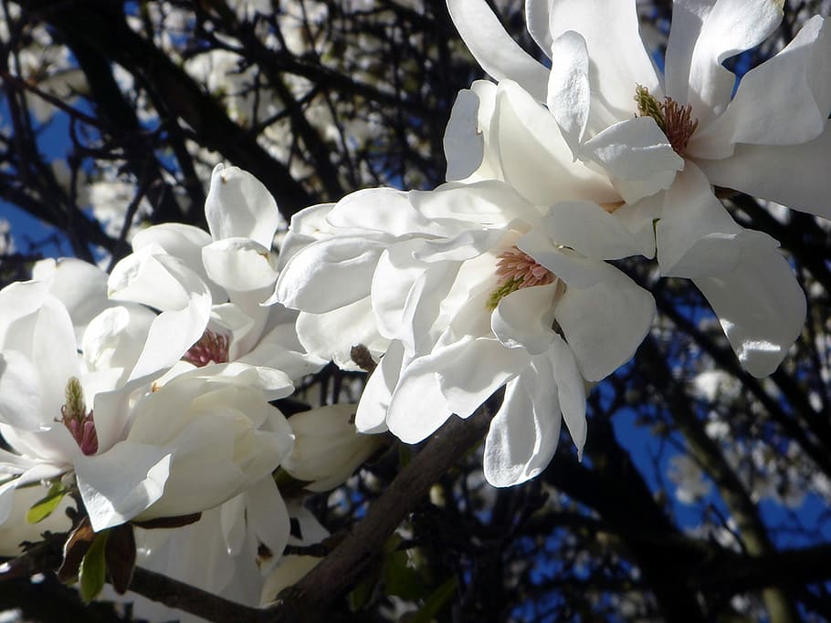 Ornamental, Tree, White, Spring, Beauty, flowers, white color HD wallpaper