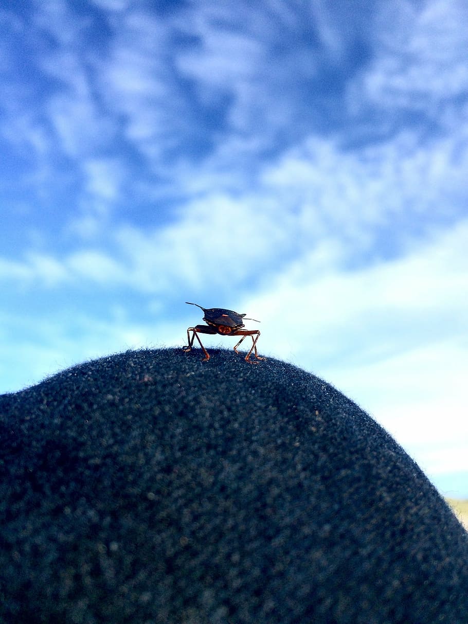 insect, sky, flying insect, knee, on the knee, small, back side HD wallpaper