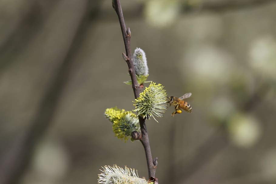 bee, insect, pollen, close, honey bee, pollination, nature HD wallpaper